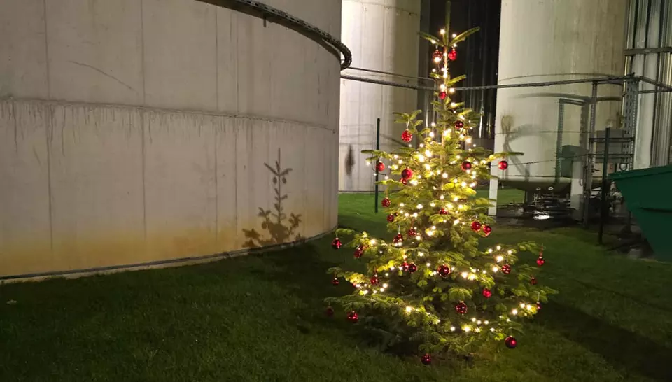 Eigenhändig gepflanzter Weihnachtsbaum in Marl-Frentrop