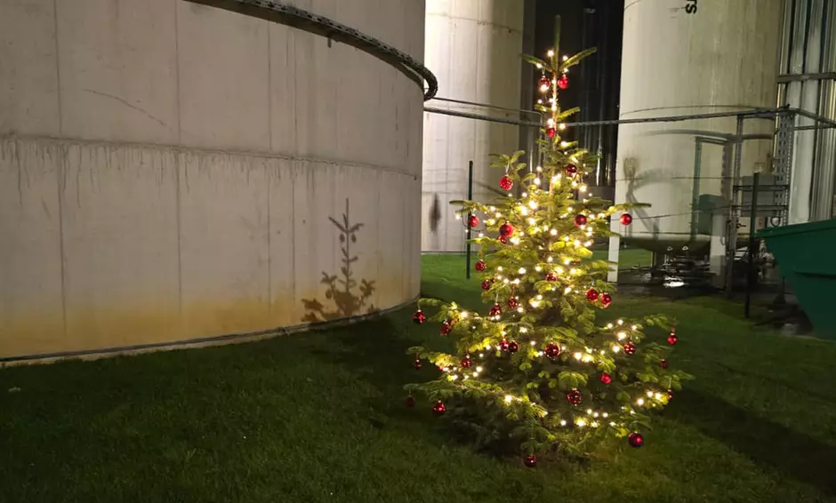 Eigenhändig gepflanzter Weihnachtsbaum in Marl-Frentrop